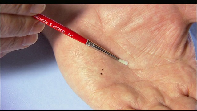 ZI一位手上有三只小鹿蜱的科学家/美国康涅狄格州纽黑文视频素材
