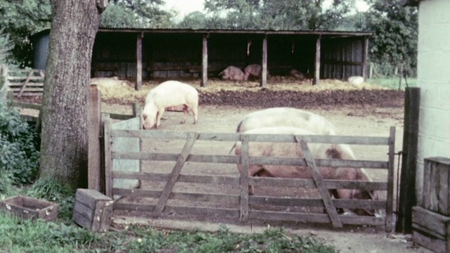 1967年，蒙太奇农场的猪在围栏里散步和喂食/英国视频下载