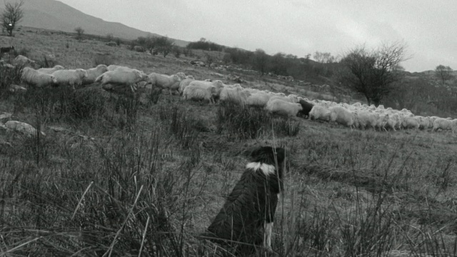 蒙太奇牧羊人牧羊和信号他的牧羊犬与一个骗子/森林，威尔士，英国视频下载