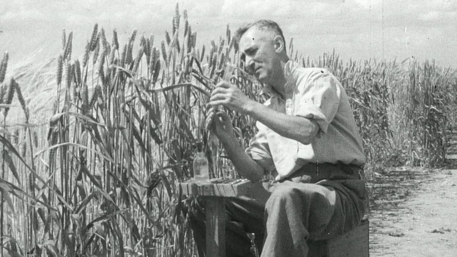 蒙太奇农业植物学家杂交小麦在广阔的领域/英国视频下载