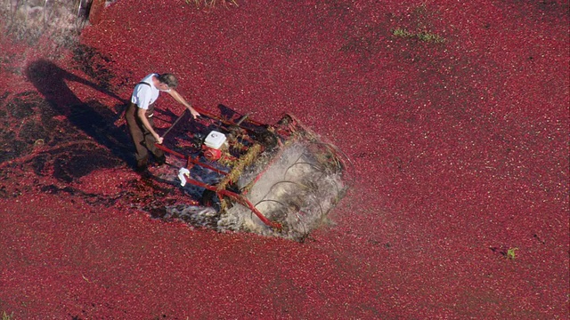 空中农民收获蔓越莓/韦勒姆，马萨诸塞州，美国视频下载