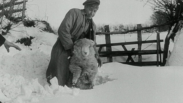 在英国，牧羊人在一个严酷的冬天把羊群从雪中挖出来视频下载