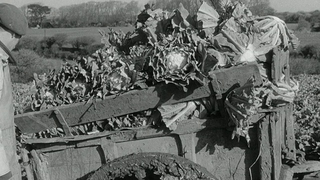 英国，在卡车开往铁路前，农民用马车在田里收割菜花视频下载