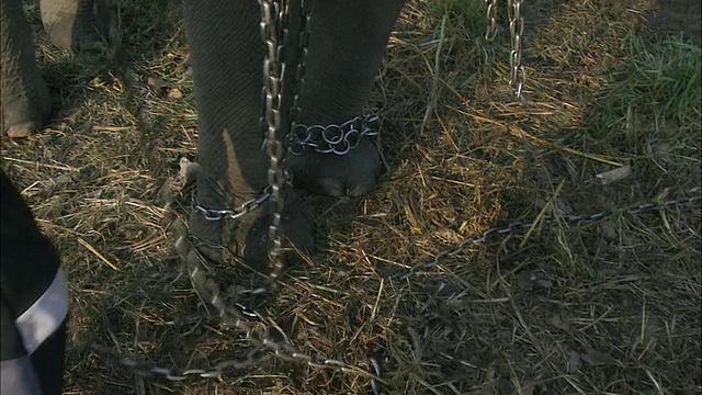 MS Handler用链子缠住被捕获的大象视频下载