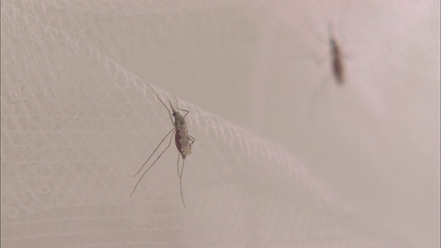 CU两只蚊子栖息在一张白色的网上视频素材