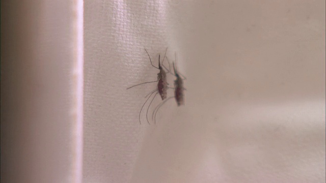 蚊子在布上休息视频素材
