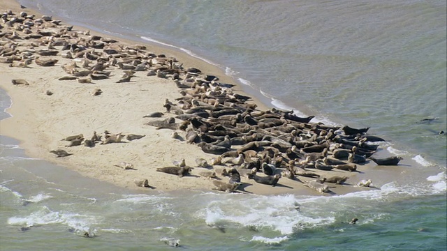 航空浅滩海洋和小岛，海豹群在阳光下晒太阳，并在水中/马萨诸塞州，美国视频下载