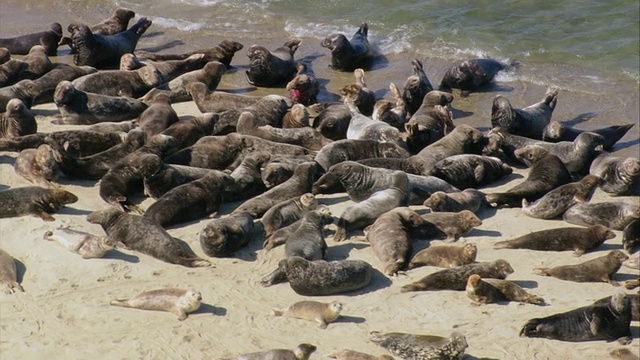 空中的小岛，海豹群在水中晒太阳/马萨诸塞州，美国视频下载