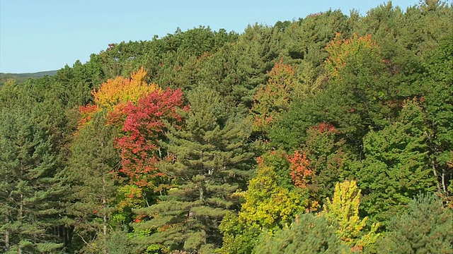 美国马萨诸塞州阿默斯特沿岸茂密的森林中浓密的秋叶视频下载
