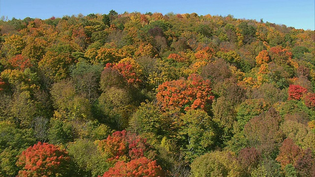 空中茂密的森林，树木在丰富的秋天颜色和滚动的山坡/马萨诸塞州，美国视频下载