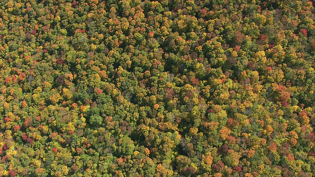 空中茂密的森林，在起伏的山坡上有着丰富的秋天颜色的树木/马萨诸塞州，美国视频下载