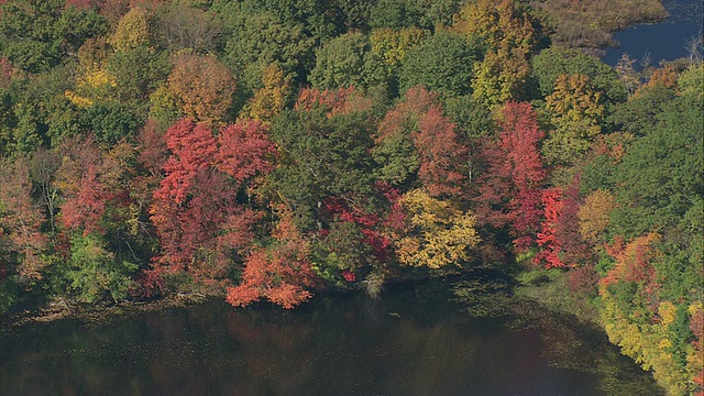 空中茂密的森林在秋天的颜色，面对湖泊/马萨诸塞州，美国视频下载