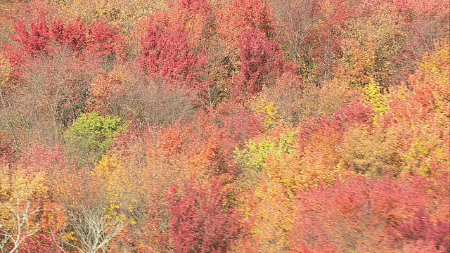 空中强烈，生动的秋天树叶，与红色，金色和明亮的绿色飞溅/美国马萨诸塞州视频下载