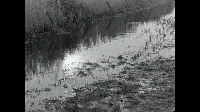 一片被洪水淹没的田野，水面反射着高大的树叶和铁丝网/英国视频下载