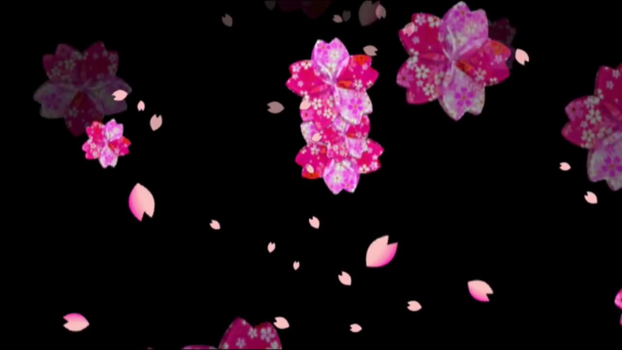 樱花落花的背景视频下载