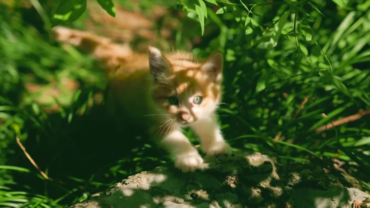 阳光下草丛中出生不久的小猫幼崽嬉戏跳跃玩耍，时不时投来注视的眼神视频下载