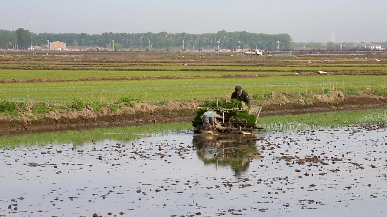 水稻，插秧，农业，春播，稻田视频购买